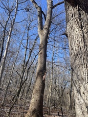 Liriodendron tulipifera