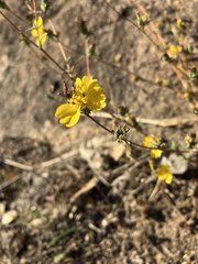Calycadenia truncata