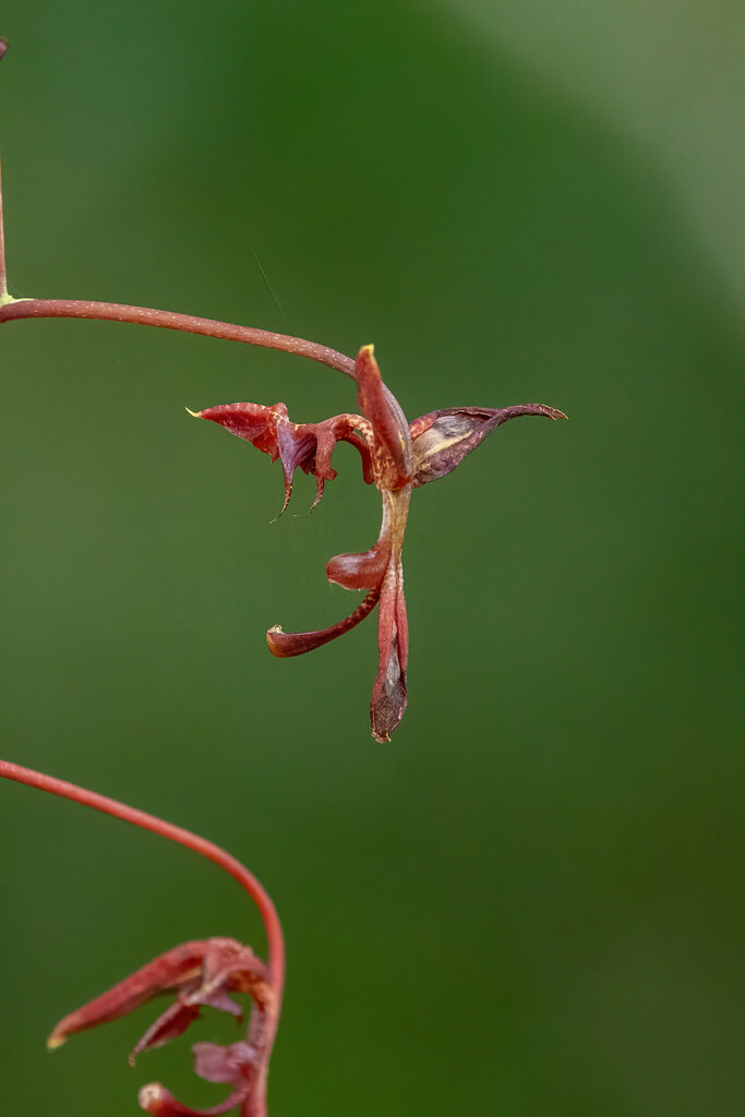 Gongora atropurpurea