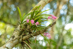 Rodriguezia lanceolata