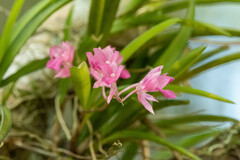 Rodriguezia lanceolata