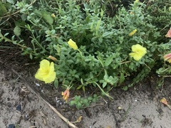 Oenothera drummondii