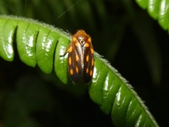 Image of Ocoaxo septemnotatus