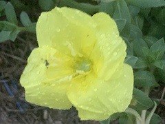 Oenothera drummondii