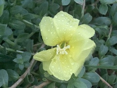 Oenothera drummondii