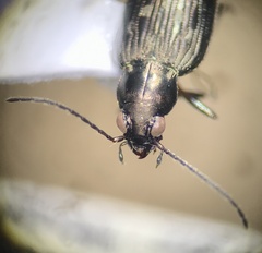 Bembidion levettei