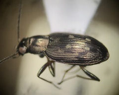 Bembidion levettei