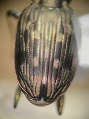 Bembidion levettei