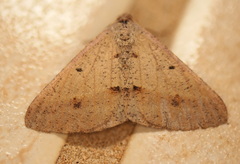 Isturgia penthearia
