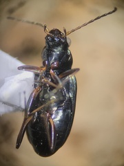 Bembidion levettei