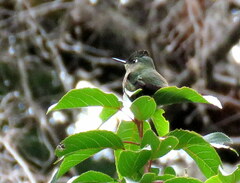 Sephanoides sephaniodes