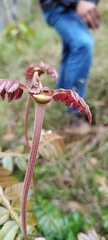 Weinmannia