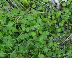 Carduus pycnocephalus