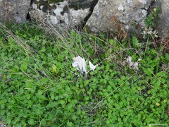 Carduus pycnocephalus