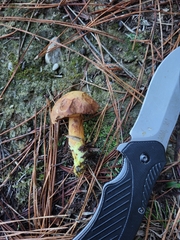 Chalciporus