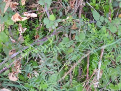 Vicia sativa nigra
