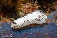 Doriprismatica atromarginata