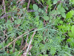 Carduus pycnocephalus