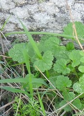Lamium amplexicaule