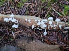Marasmiellus