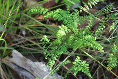 Cheilanthes sieberi sieberi