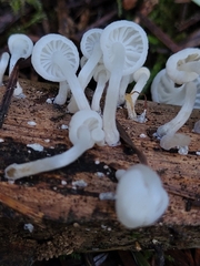 Marasmiellus