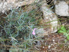 Dianthus lusitanus