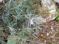 Dianthus lusitanus