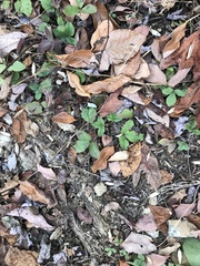 Potentilla canadensis