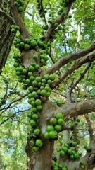 Plinia cauliflora
