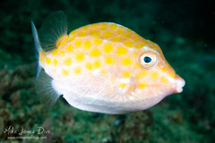 Anoplocapros inermis