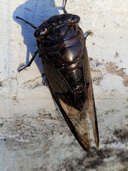 Cryptotympana aquila