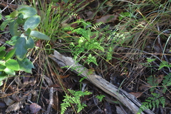 Cheilanthes sieberi sieberi