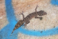 Phyllurus platurus