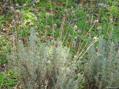 Lavandula pedunculata