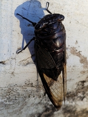 Cryptotympana aquila