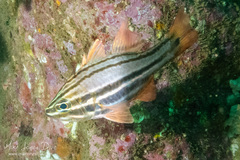 Ostorhinchus limenus