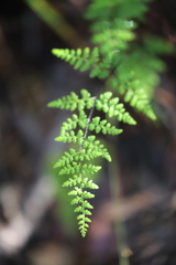 Cheilanthes sieberi sieberi