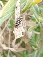 Pterotaenia fasciata