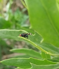 Pterotaenia fasciata