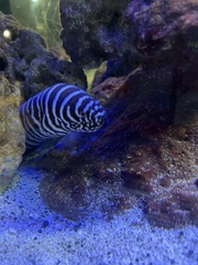Gymnomuraena