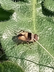 Palpada pusilla