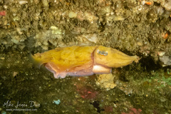Sepia mestus