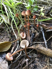 Mycena californiensis