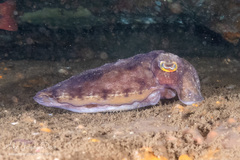 Sepia mestus