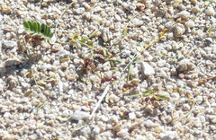 Acromyrmex versicolor