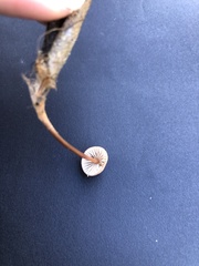 Mycena californiensis