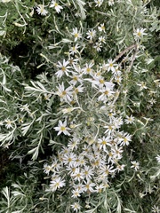 Chiliotrichum diffusum