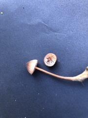 Mycena californiensis