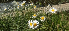 Argyranthemum